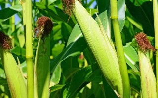 东单88玉米种子介绍，心叶末期及时防治玉米螟虫