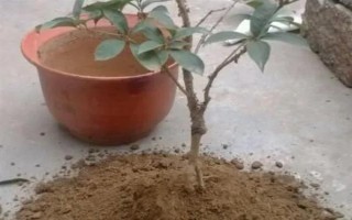 桂花的叶子掉光了还能成活吗，只要根部没受损便可活