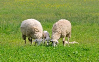 冬季养羊有哪些注意事项，要注意防寒保暖