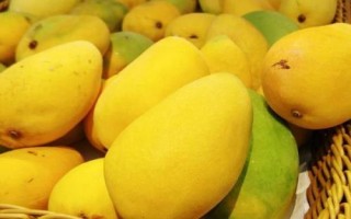 如何快速催熟芒果，与成熟度较高的水果放在一起可起到催熟效果