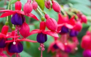 倒挂金钟的修剪方法，根据株高采取不同的修剪措施