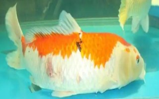 锦鲤侧翻但未死亡怎么处理,环境不适可静养一段时间