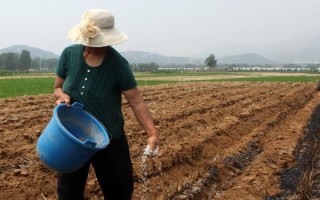 作物为什么长势不佳,重茬、施肥不当、农药过量使用均会导致