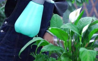 水培白掌叶尖为什么会干枯，可能是水质差、养分不足、温度过高等因素造成