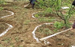 水溶肥如何使用才生效，稀释后可随水冲施