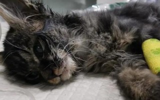 猫得了猫瘟后如何紧急治疗，主要注射猫瘟单克隆抗体和猫干扰素