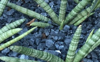 佛前香虎皮兰有什么寓意，代表富贵、招财