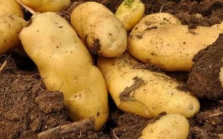 马铃薯的产地，甘肃、宁夏、东北等地方为主产区