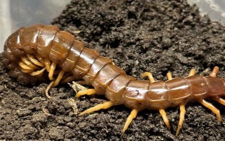 蜈蚣是有100只脚吗，实际上它没有100百只脚