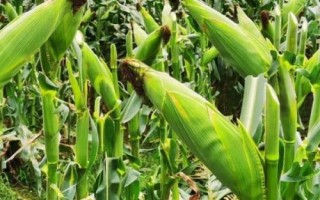 晟玉18玉米种简介,夏播生育期98-103天