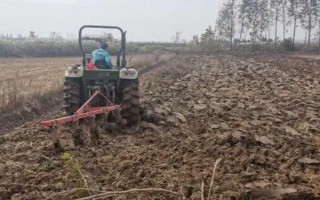 小麦播种期怎么防治病虫害，选择抗病虫品种是首要措施