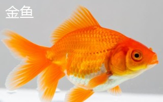 鱼是哪种生殖方式，属于有性生殖