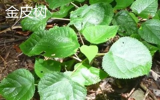 金皮树和荨麻的区别是什么,外形、分布均不同