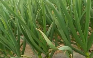 哪里产出的蒜苗比较好，商河蒜薹具有天下第一蒜的美誉