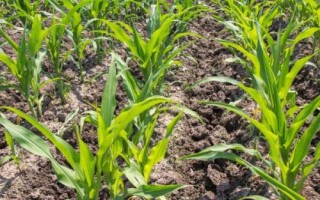 墨琦玉米品种的特性，密度3500株/亩左右