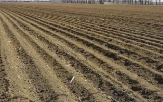 白露葱怎么种植，幼苗长出2-3片真叶后要浇水