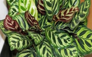 孔雀竹芋有哪些寓意，寓意多姿多彩、生命在于运动等
