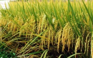 绿香晶占水稻品种简介,每亩基本苗达到6-7万苗