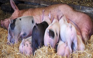 二元猪和三元猪有什么区别，三元猪生长速度更快