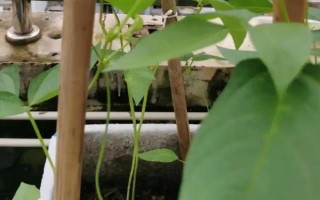 无架豆角的栽培技术，生长到30厘米左右高时要摘心