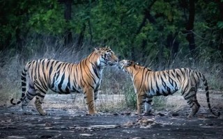 老虎的繁殖期，一般是11月份至翌年2月份左右
