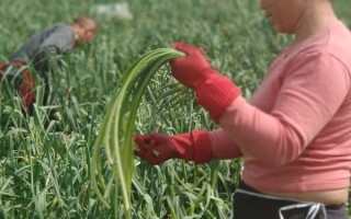 蒜苔采摘的技巧，开始甩弯时采收