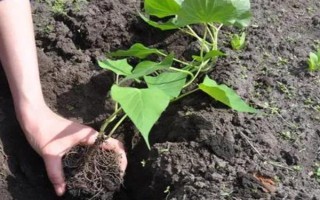 红薯的收获时间，通常是在9-11月份左右