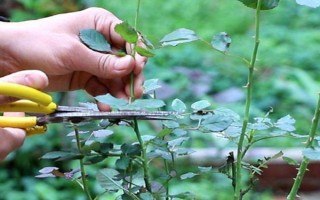 地栽月季不长如何处理，需要及时为其浇水施肥