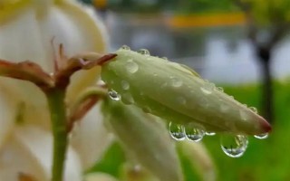 凤尾兰属于哪个科，是百合科常绿灌木