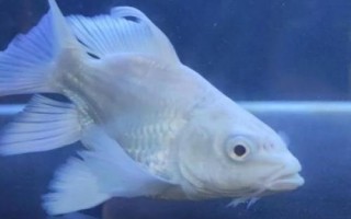 蝴蝶鲤怎么喂长得快，需保证环境稳定及空间充足