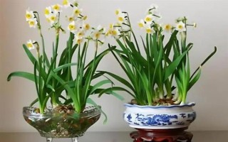 冬季如何水培水仙花,适宜生长的温度在12-15℃