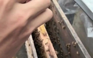 蜂群失王的原因，蜂王患病是最常见的原因