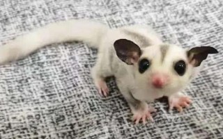 蜜袋鼯吃什么食物，花朵、花蜜、树叶、水果等都吃