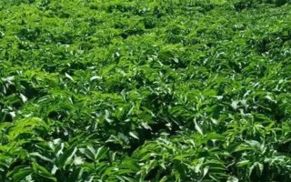 白芷亩产多少斤,亩产量在800-1000斤左右