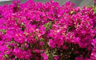 三角梅叶子卷曲的原因及解决方法，可能是光照不当或浇水过多等