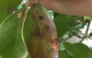 金钱树叶片发黑发绣的原因，可能是浇水过多所导致的