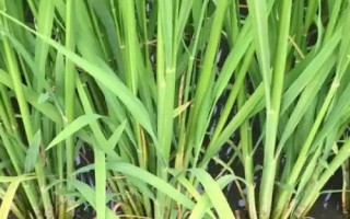 红稻16号水稻种子介绍,高抗纹枯病(1.0级)