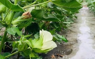 棉花花铃期怎么管理，要做好追肥、中耕、打顶等工作