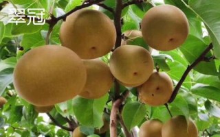 梨有哪些品种，包括鸭梨和香梨等类型