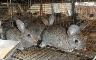 兔舍如何保温防寒,母兔繁殖舍应建立保温室