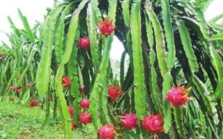 火龙果的施肥量，从树体本身的消耗、土壤的供给能力以及肥料的利用率来考虑