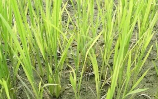 吉洋100水稻品种的特性,晚熟品种
