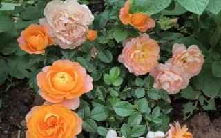 蔷薇打蔫卷叶子的原因，可能是浇水不当或光照不足所致