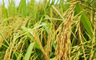 川谷优908水稻品种的特性，注意防治稻瘟病