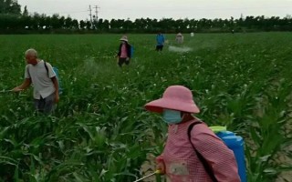 玉米苗后除草剂几天见效，5-7天左右见效