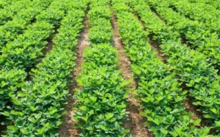 哪些因素会影响花生种子发芽,自身的质量是首要因素