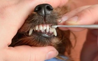 狗狗口臭的原因,可能是患有口腔和牙科病