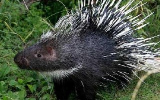 豪猪腹水怎么防治，可用苍术、白术、猪苓等药物煎汁内服