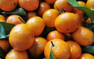 广西苍梧县的特产,有广西肉桂、苍梧蜜枣等