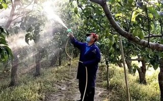 灭杀梨木虱的卵用什么药,螺虫乙酯悬浮剂具有一定防效